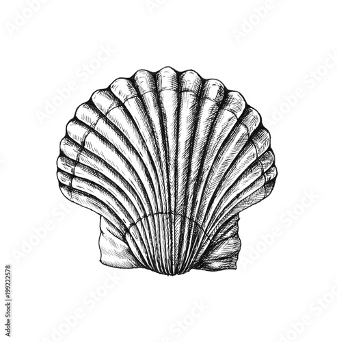 Photo Hand drawn scallop saltwater clams
