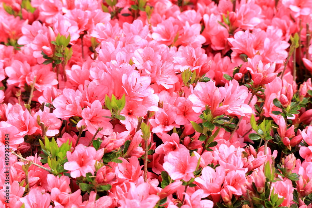 ツツジの花