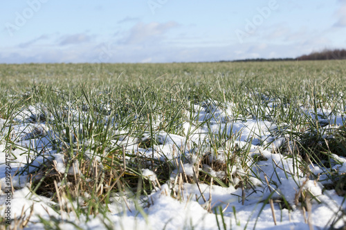 Green wheat under the snow