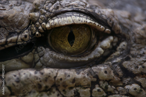 Detalle del ojo de un cocodrilo del nilo