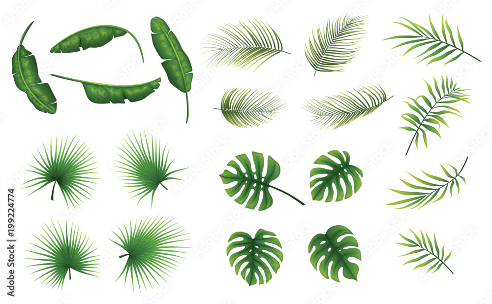 Set of tropical leaves plants on a white background