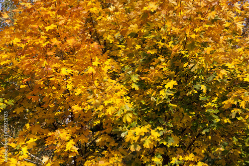 Yellow foliage, autumn