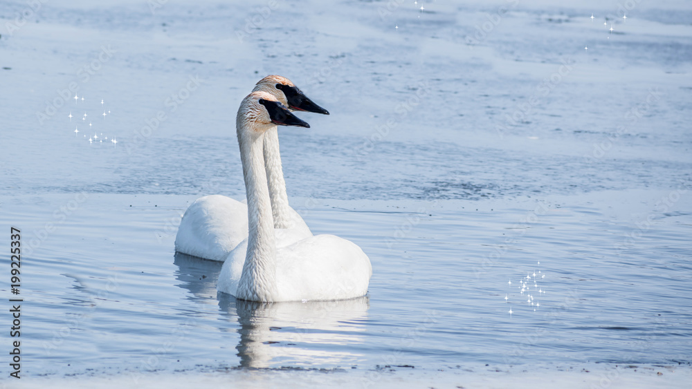 Obraz premium Swan couple are swimming at icy lake in early spring of Minnesota