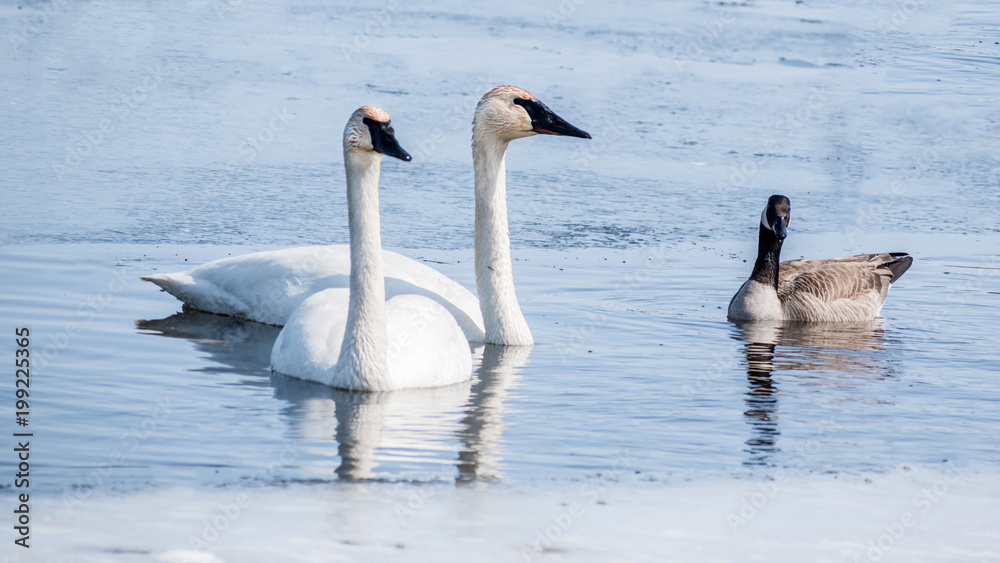 Swan couple are swimming at icy lake in early spring of Minnesota
