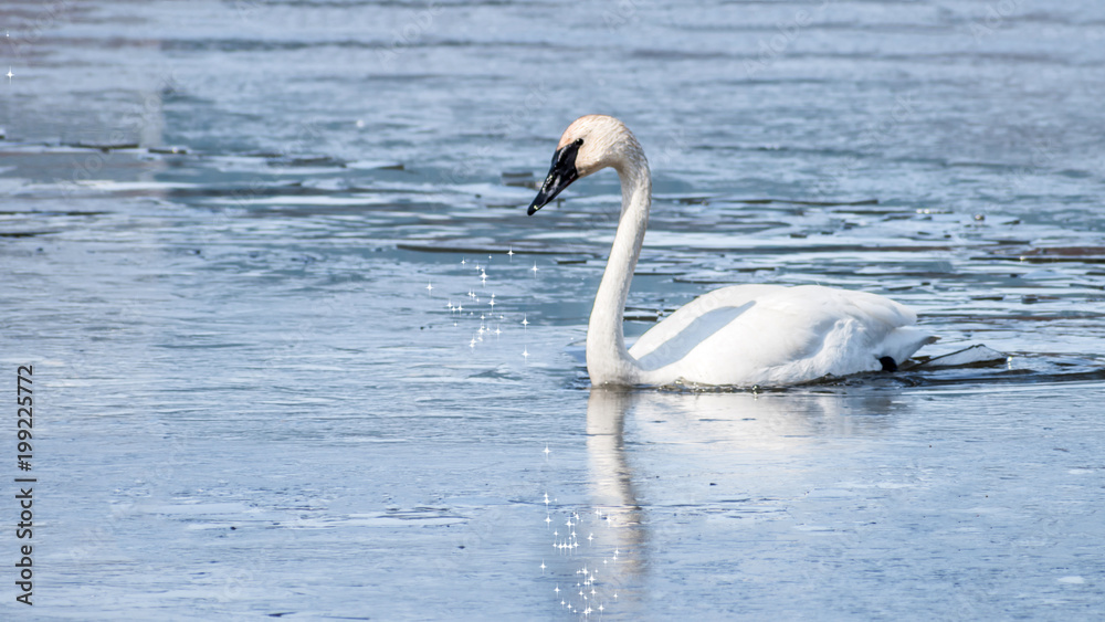 Fototapeta premium A lonely swan is swimming at icy lake in early spring of Minnesota