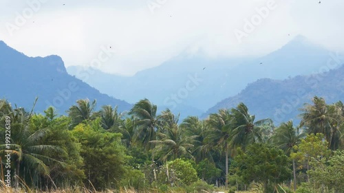 Cattle Eating Grass In Field With Row Of Tree And Mountain behind In Cloudy Day photo