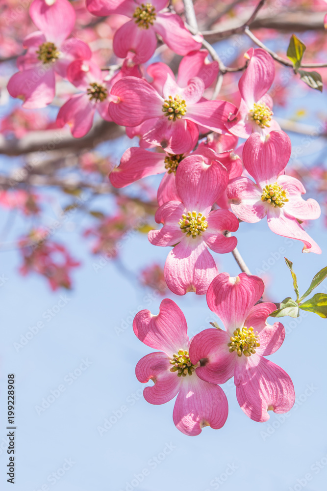 Obraz premium ハナミズキ 青空