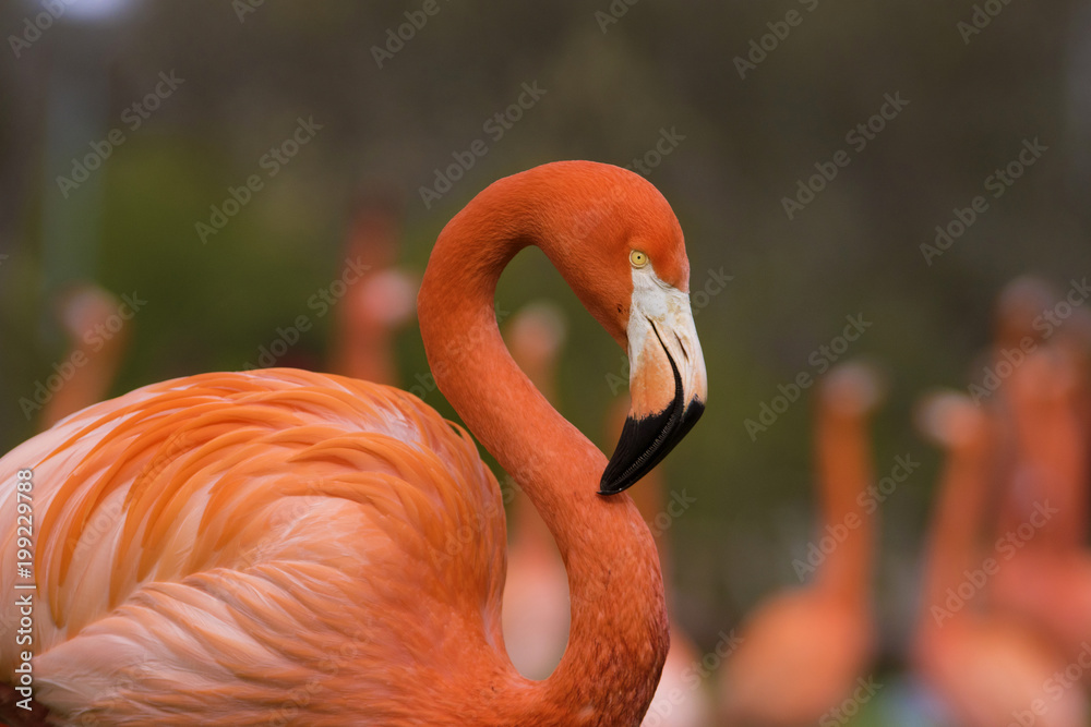 Fototapeta premium Flamenco Caribeño o Flamenco de Cuba