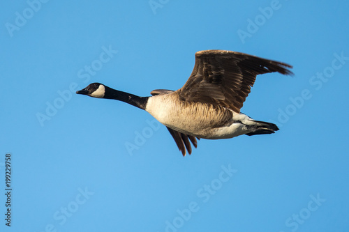  Close view of a Canada goose, seen flying in beautiful light over a North California marsh 