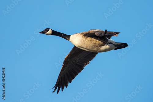 
Close view of a Canada goose, seen flying in beautiful light over a North California marsh

