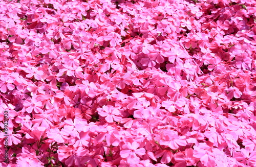 Obraz na płótnie ピンクの芝桜 w salonie