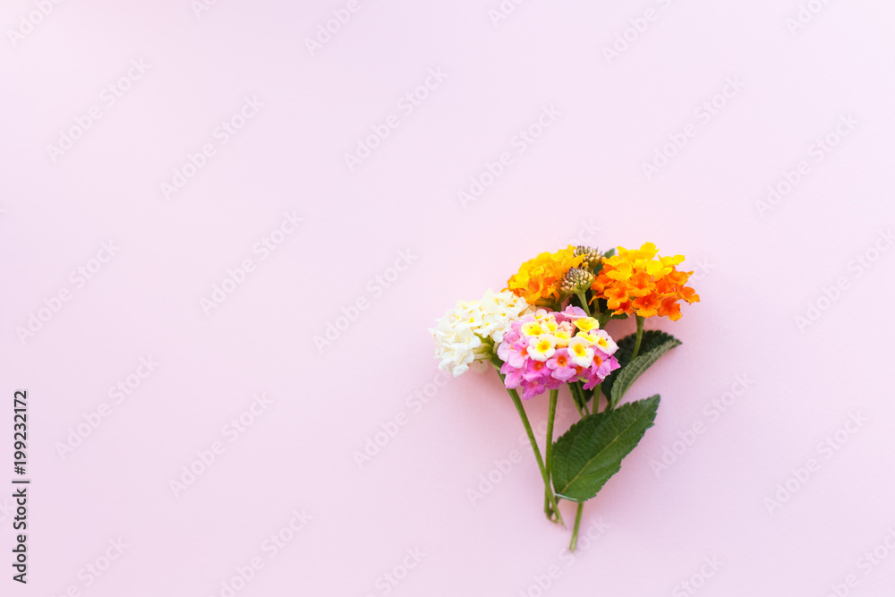 Fototapeta premium Creative greeting card, a flower of Lantana on the Colored pink background, copy space