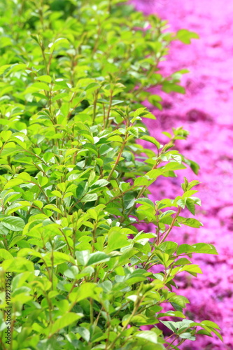 Obraz na płótnie 薔薇と芝桜 w salonie