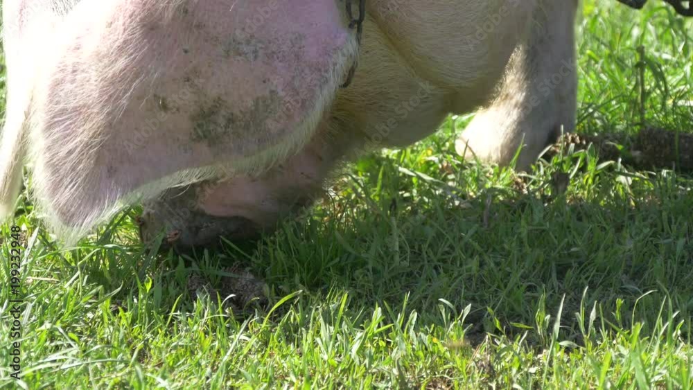 Close up view of a pig eating grass