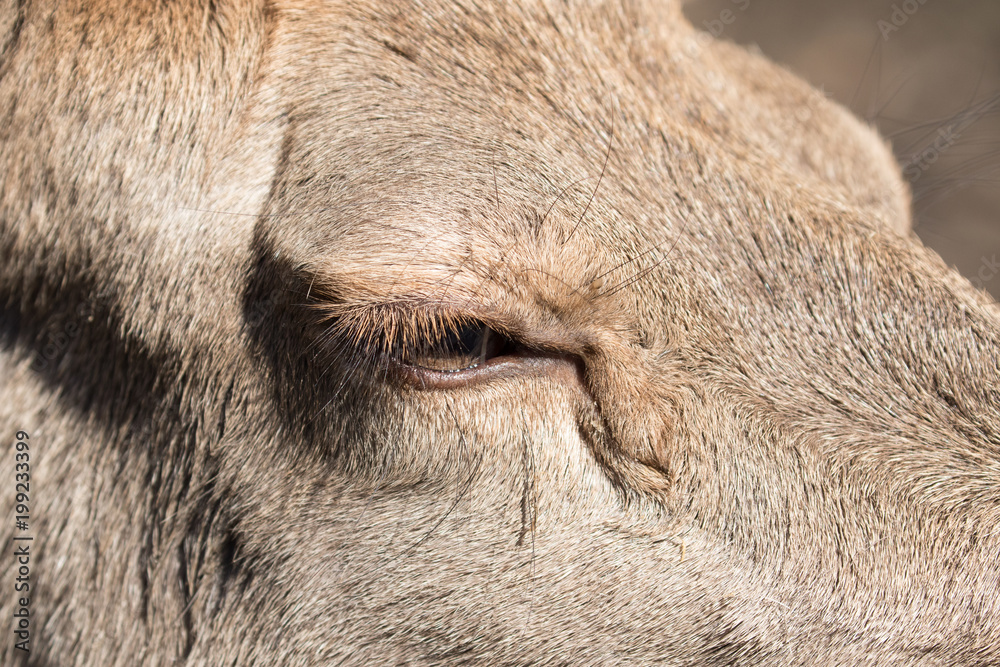 Auge einer Hirschkuh vom Rotwild mit langen Wimpern in der Nahaufnahme Auge einer Hirschkuh vom Rotwild mit langen Wimpern in der Nahaufnahme
