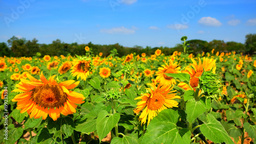 Sunflower feild for harvest seed on winter season on thailand