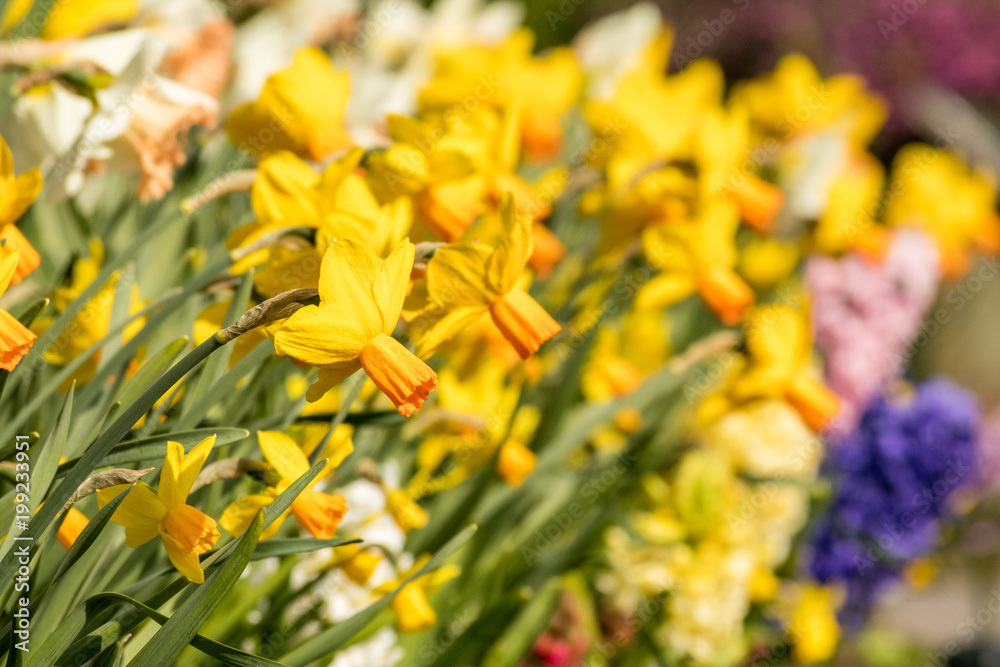 yellow Narcissus flower field under the sun in the garden