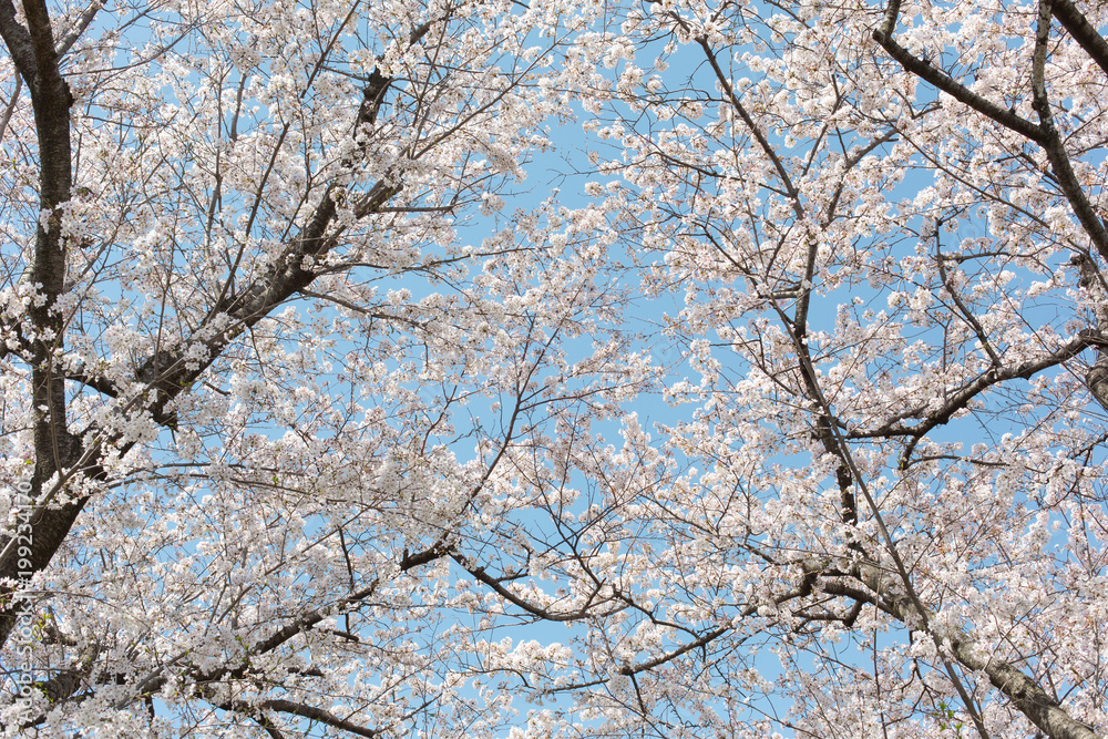 満開の桜と青空 満開の桜と青空