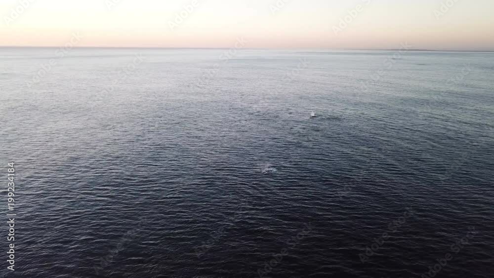 Pod of Whales in the ocean seen from aerial view Pod of Whales in the ocean seen from aerial view