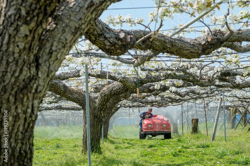 農業用機械で水に溶かした花粉を撒いて受粉作業をする梨農園の農夫