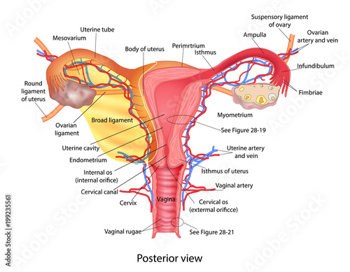 Uterus medical poster with female reproductive system scheme on white background