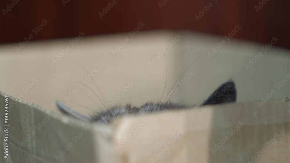 Funny cat face in a box. Gray cat is hunting prey or playing staring out of the box.