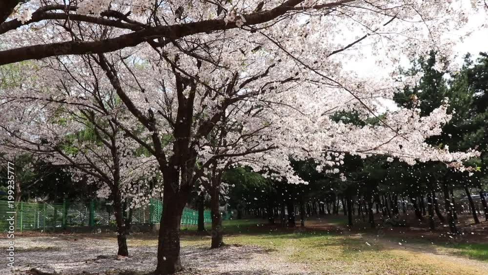 The cherry blossoms beautifully blows in the wind. The cherry blossoms beautifully blows in the wind.