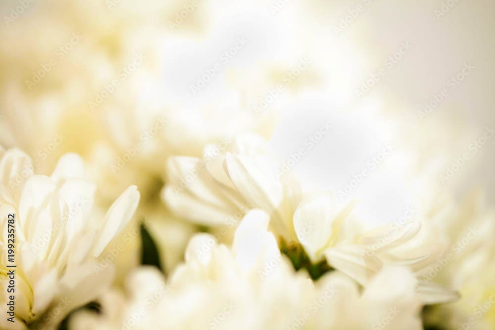 white chrysanthemum flowers close-up