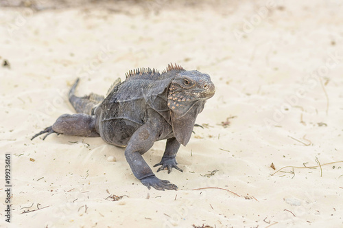 A large iguana walks the sand to the camera close-up