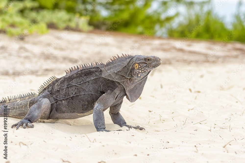Obraz premium Large scaly Iguana close-up against a background of sand