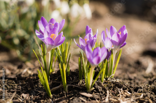 Bunch of purple crocus flower during sunny spring day