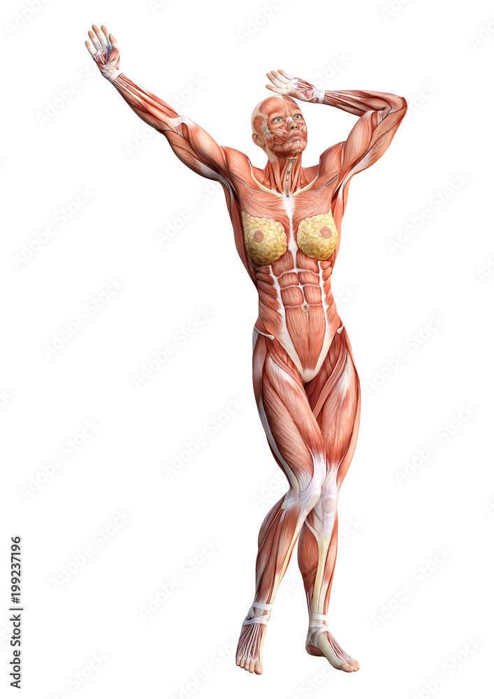 3D Rendering Female Anatomy Figure on White 3D Rendering Female Anatomy Figure on White