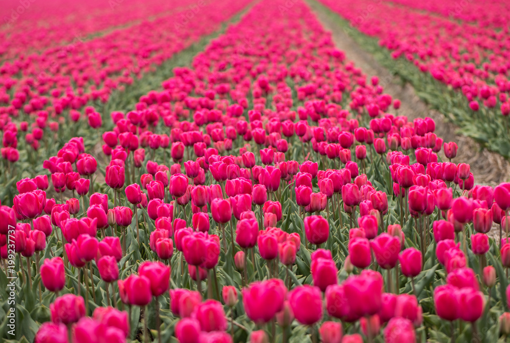 Red Tulips fields of the Bollenstreek, South Holland, Netherlands