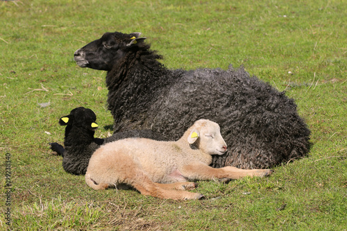 Adult, black, karakul sheep, with two lambs, on the field.