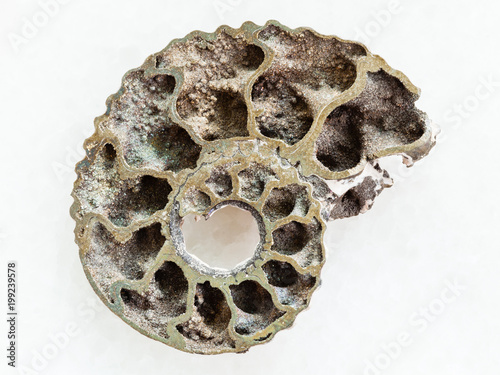 polished Ammonite fossil on white marble photo