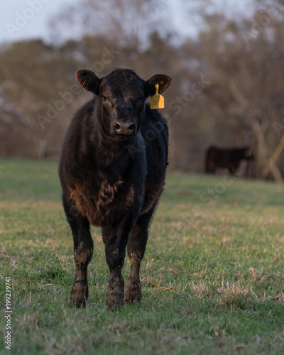 Angus calf in spring pasture - vertical