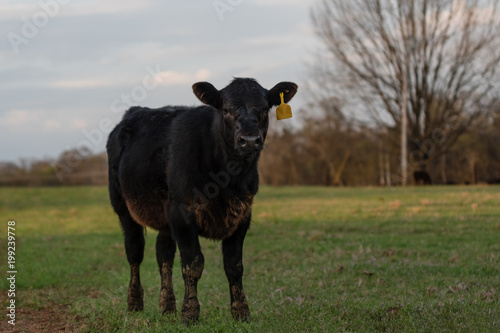 Black Angus calf with muddy feet and legs in spring pasture