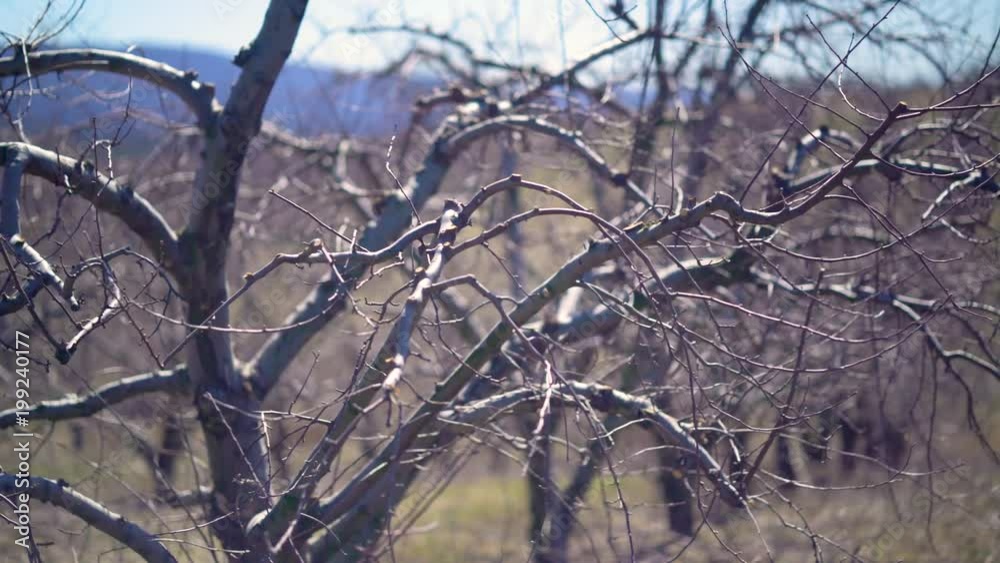 Extreme closeup of apple tree branches in orchard in the winter with sun shining sliding to the right. Extreme closeup of apple tree branches in orchard in the winter with sun shining sliding to the right.