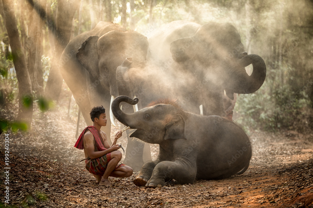Obraz premium Słonie w lesie i kornak ze stylem życia kornaka w wiosce Chang w prowincji Surin w Tajlandii.