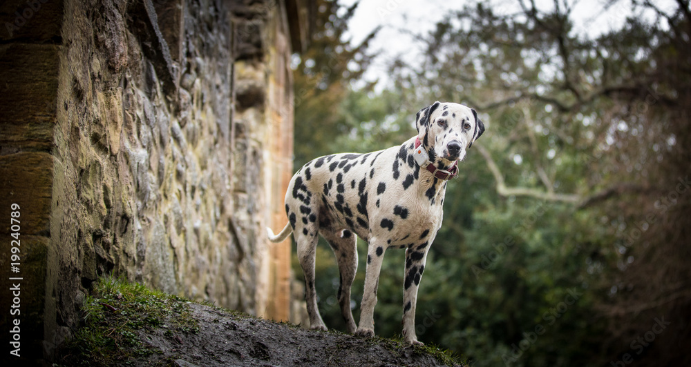 Dalmatian at the ruins