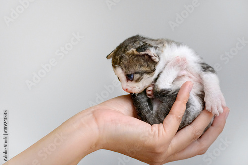 Malutki kociak trzymany w dłoni