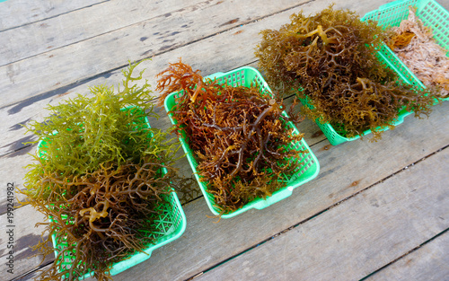 Rows of seaweed