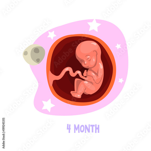 Stage of human fetal development inside womb. 4th month of pregnancy. Vector design for poster, infographic or medical brochure