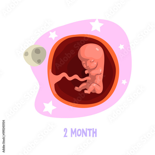 Second month of fetal development. Baby growth inside womb. Vector design for infographic, poster, brochure, book