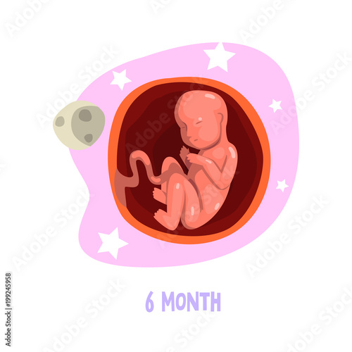 Embryo development. 6th month of pregnancy. Fetus connected with mother s body by umbilical cord. Vector design for brochure or poster