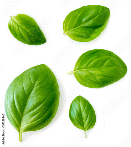 Basil leaves isolated on white background. Top view. Flat lay. Close up.