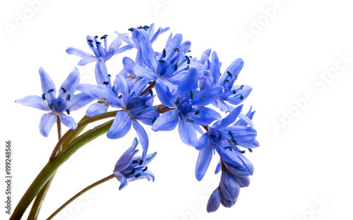 Fototapeta Naklejka Na Ścianę i Meble -  spring blue flowers isolated