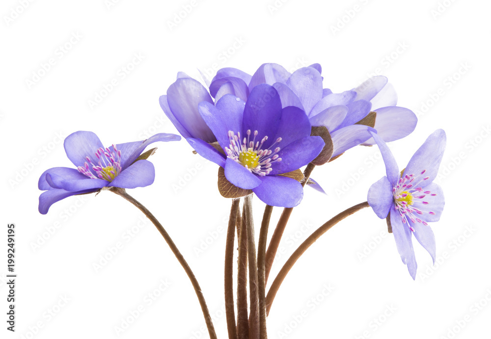 Fototapeta premium hepatica nobilis isolated