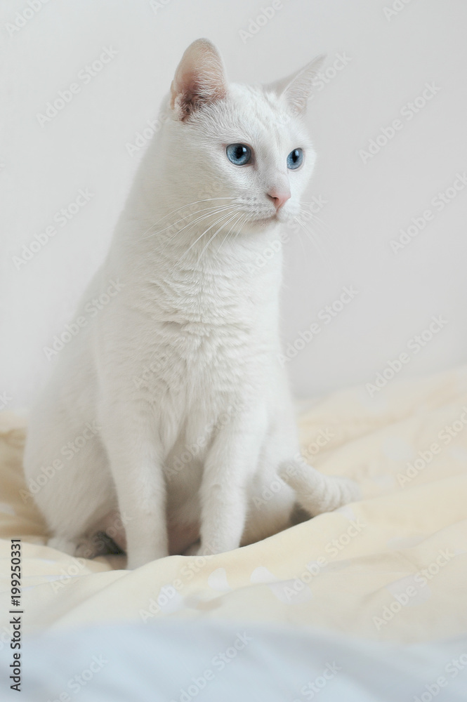 Biały kot z niebieskimi oczami siedzący na żółto-niebieskiej pościeli