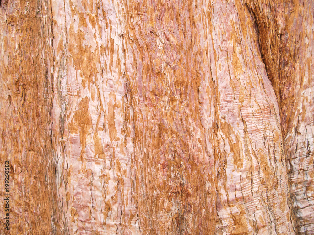 Obraz premium Mammoth pine tree trunk close up.